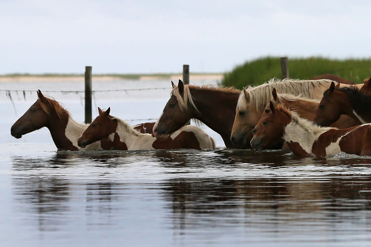 Wild ponies cross a small creek after being rounded up to be herded to a holding pen before making next weeks annual swim across the Assateague Channel to Chincoteague Island, on July 21, 2012 in Assateague Island, Virginia. Each year the wild ponies are auctioned off by the Chincoteague Volunteer Fire Company. (Photo by Mark Wilson/Getty Images)