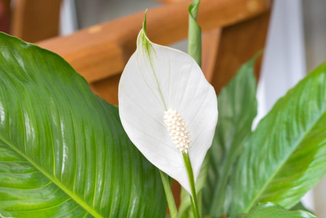 41 plantas de interior resistentes y fáciles de mantener