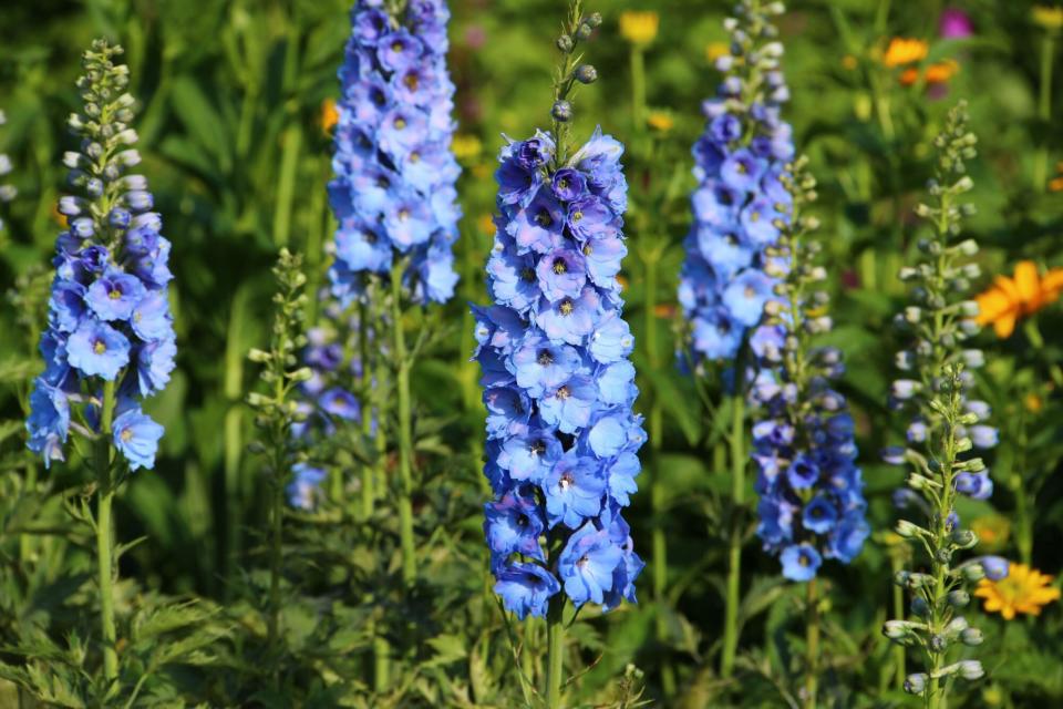 Delphinium flowers