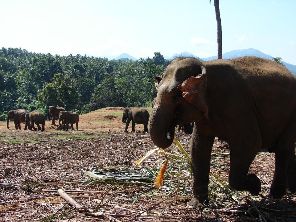 斯里蘭卡東部有一座大型垃圾場，因靠近當地野生象的棲息地，每天都吸引大批大象進入垃圾場覓食。（示意圖／翻攝自Pixabay）