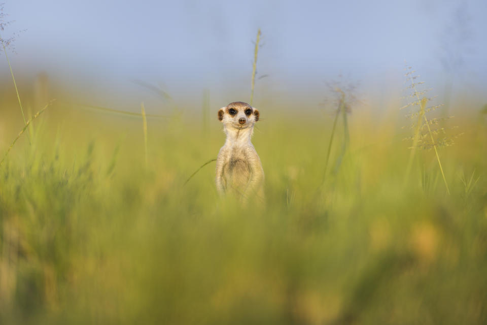 A meerkat stands watch in Makgadikgadi Pans, Botswana.(Photo: Will Burrard-Lucas/Caters News)