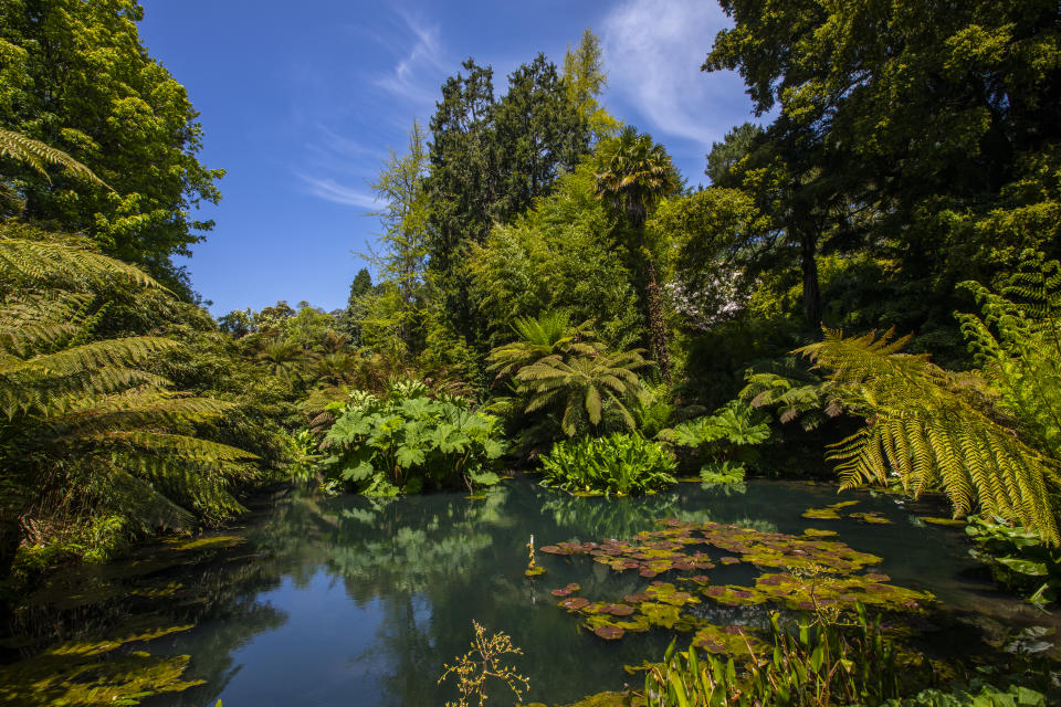 A beautiful view of a lake in the Jungle area of the Lost Gardens of Heligan in Cornwall, UK.