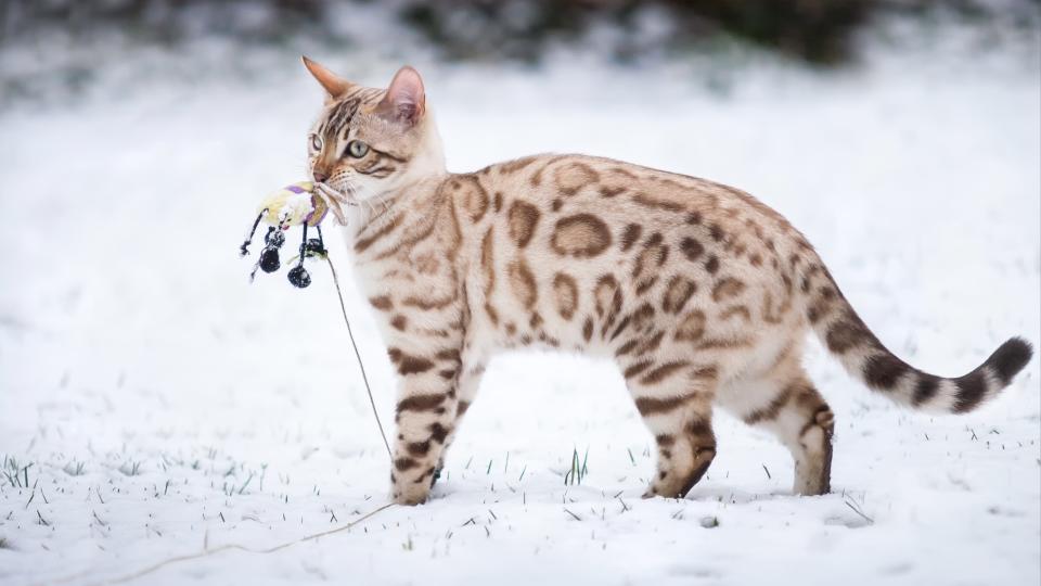 Bengal cat in snow holding toy