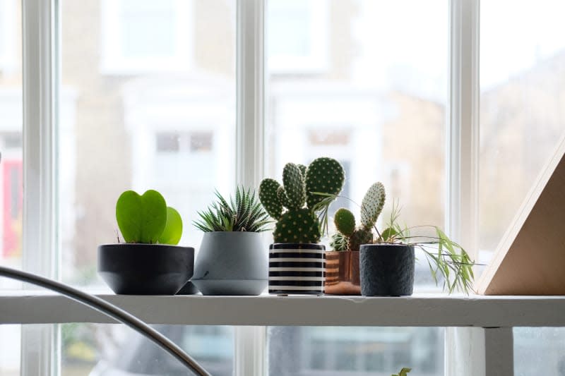 assorted succulents on shelf by a window