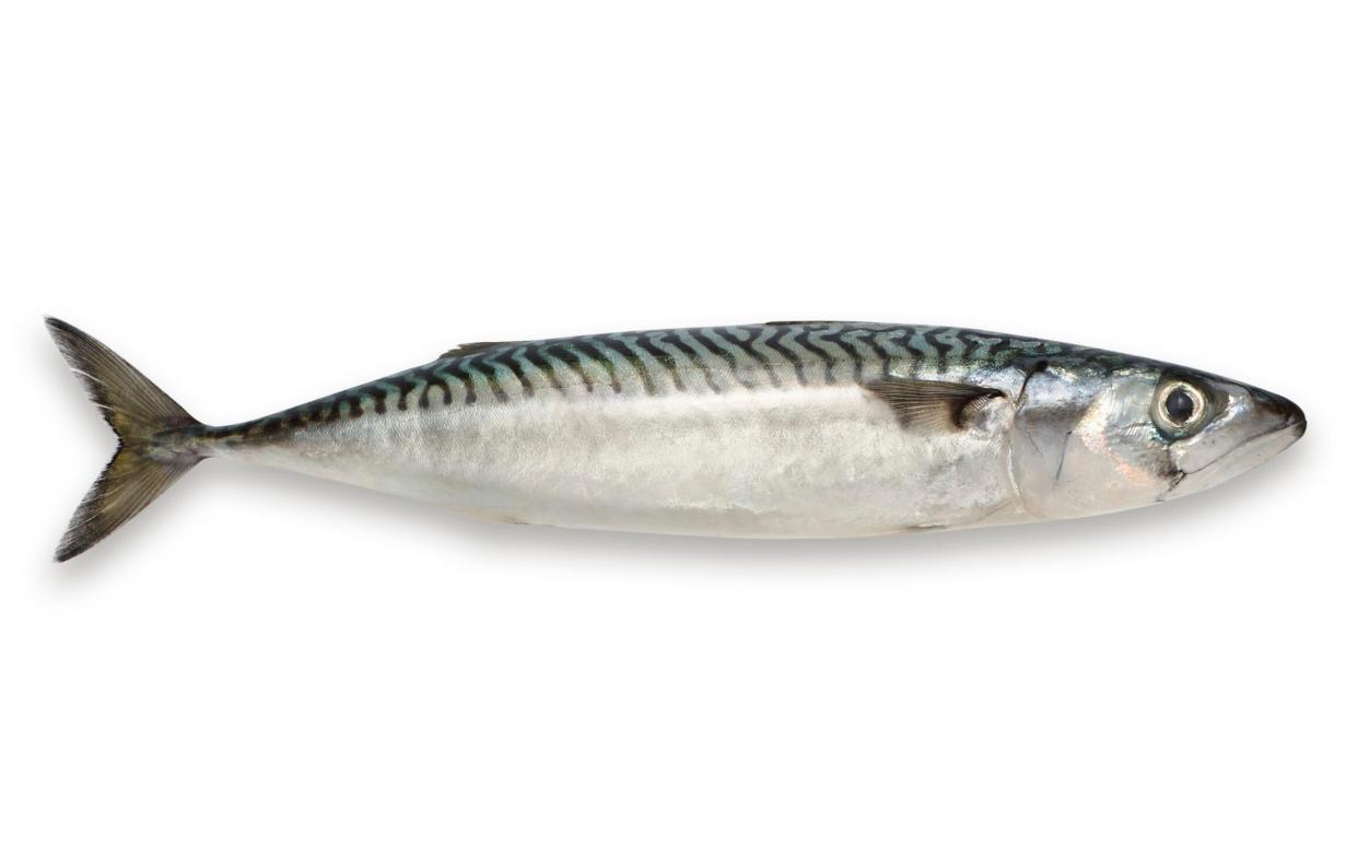 Mackerel have been known to attack humans when they perceive them as a threat - Getty Images