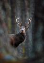 Portrait Category Winner: 'Red Deer Stag In Pine Forest', by Neil McIntyre, taken in Carngorms National Park, Scotland