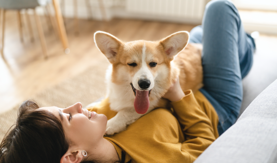 a dog lying on a woman's lap