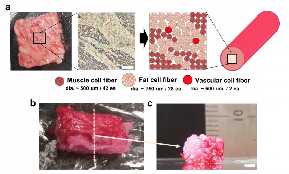 A series of pictures from a study, which shows a hunk of 3D bioprinted Wagyu beef at various stages of development.