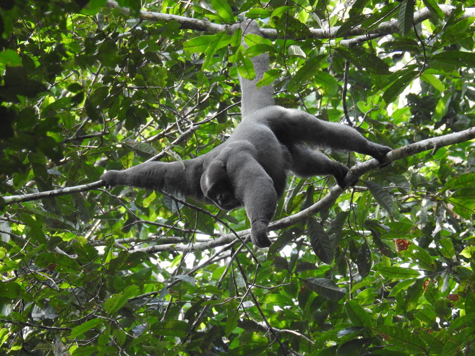 Varias especies de monos se desplazan entre los árboles mientras los observadores de aves caminan por el bosque en el Caguán. Foto; Juan Uribe