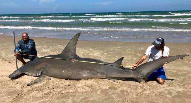Texas fisherman: Facebook removed photo of huge hammerhead shark