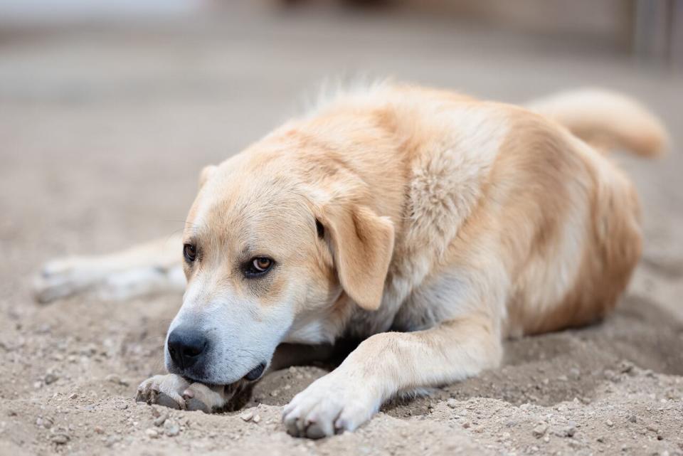 Cujo turned one the day he was shot. He was just learning to roll over. He he knew how to sit and lay down for a bone and to shake a paw.