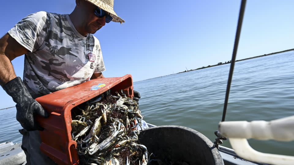 A fisherman harvests blue crabs in the lagoon of Scardovari, south of Venice, Italy, on August 11, 2023.  - Piero Cruciatti/AFP/Getty Images