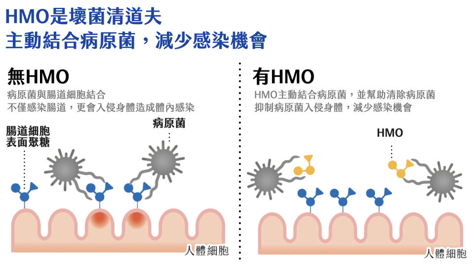 HMO 是壞菌清道夫，主動結合病原菌，減少感染機會。