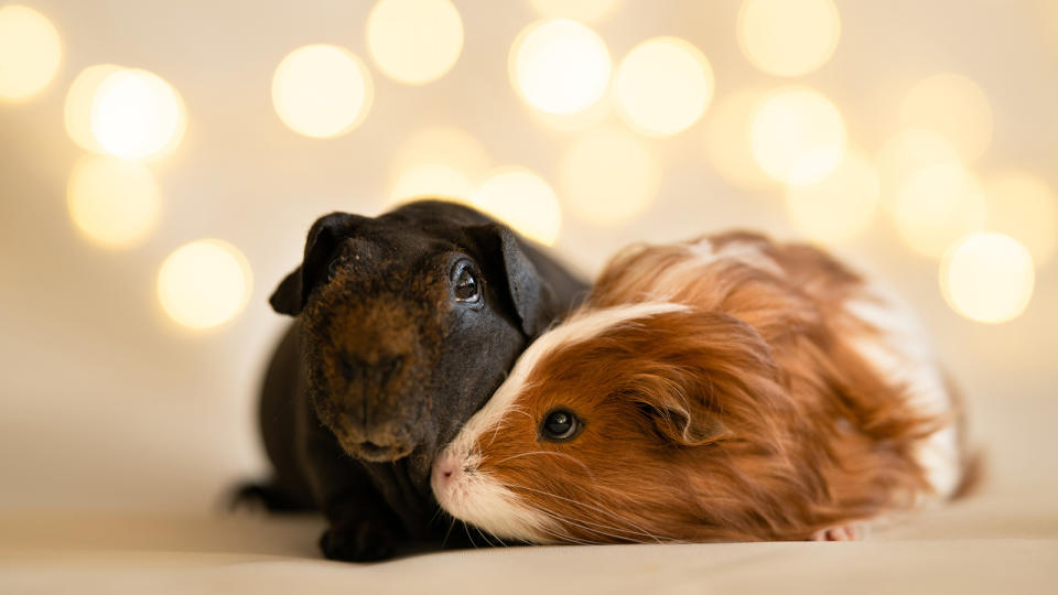 Guinea pigs