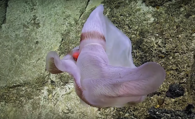 Imagen de la Deepstaria cambiando de forma ante las cámaras del Nautilus. (Crédito imagen: Nautiluslive.org).