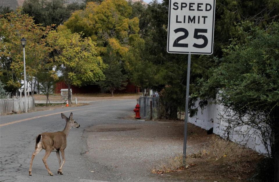 A doe takes advantage of the lack of traffic in downtown French Gulch on Wednesday, Nov. 2, 2022, and makes her way across Main Street.