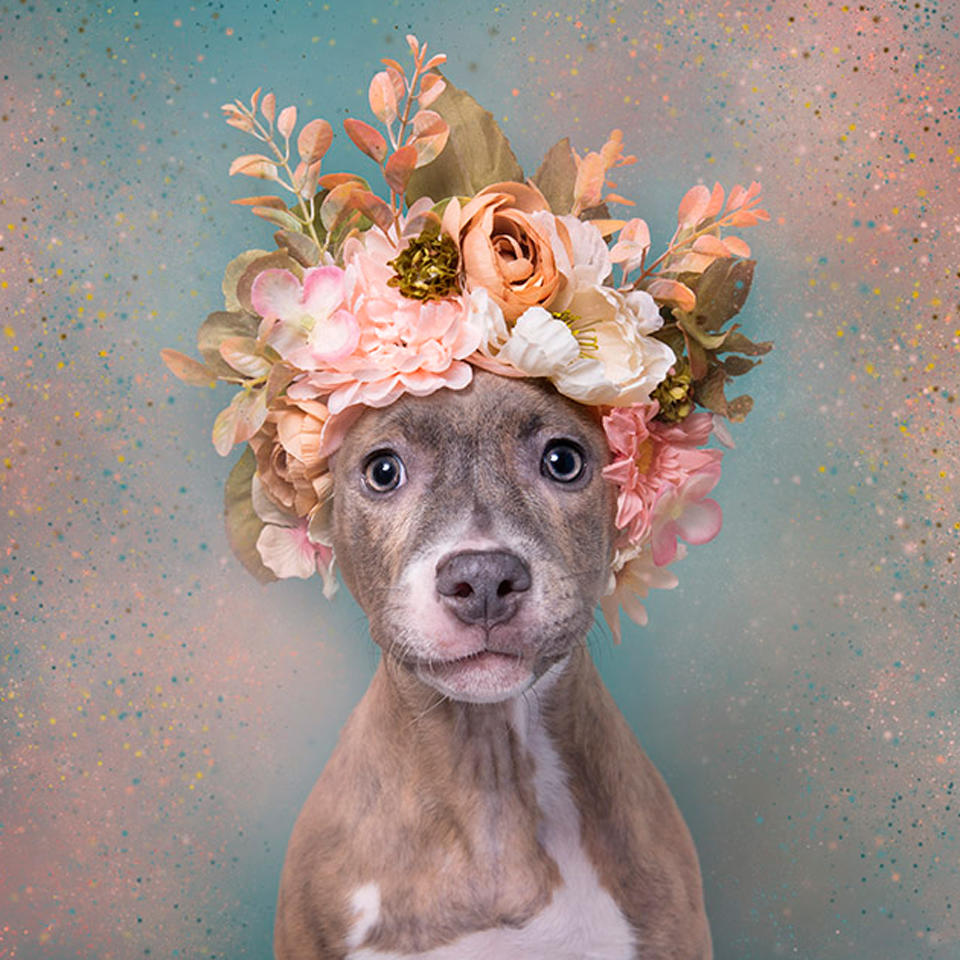 dog flower crowns 5 2000