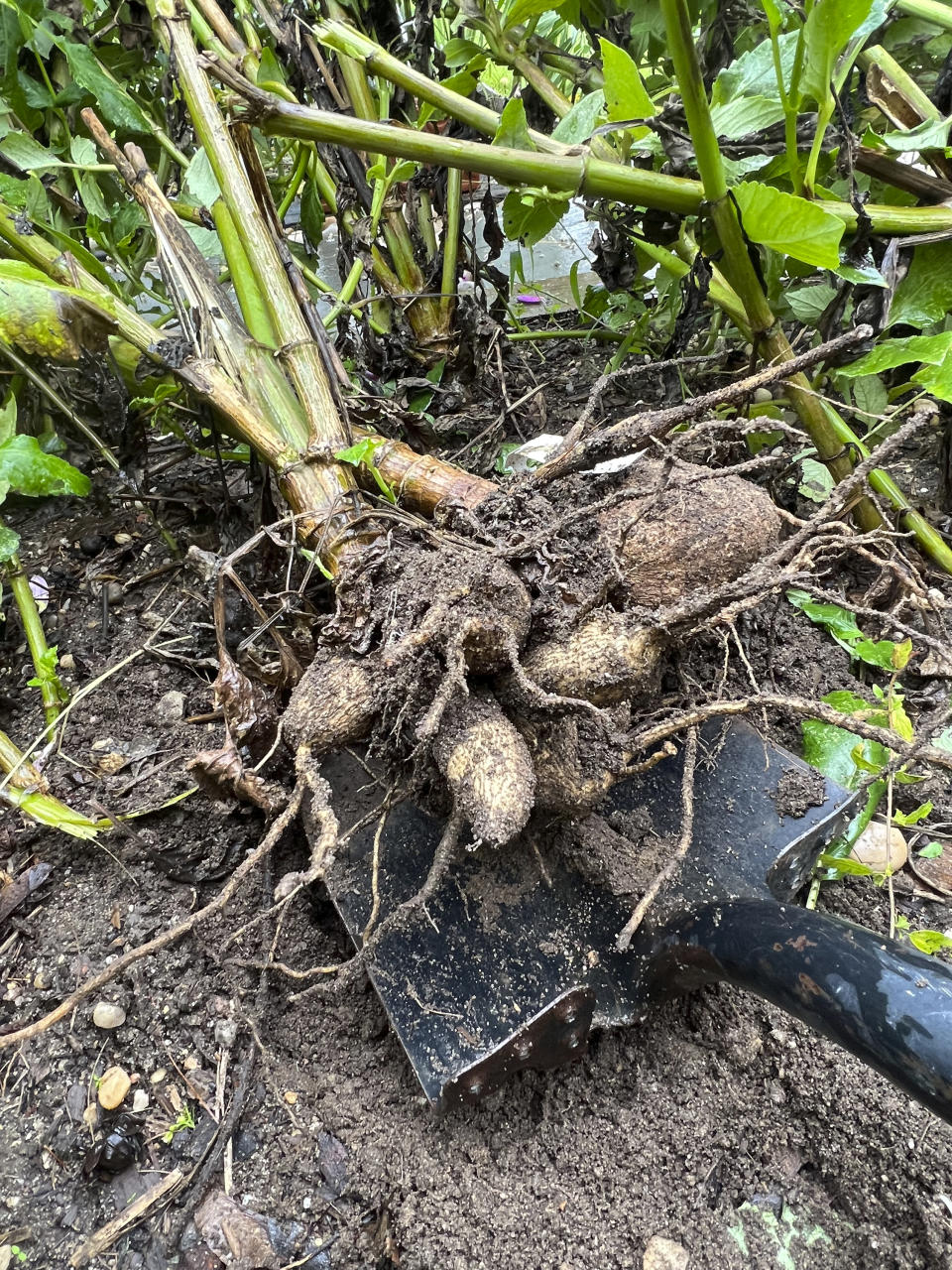 This Sept. 26, 2023, image provided by Lauren E. Sikorski shows freshly harvested dahlia tubers grown by Sow-Local, a specialty cut-flower farm in Oakdale, N.Y. (Lauren E. Sikorski via AP)