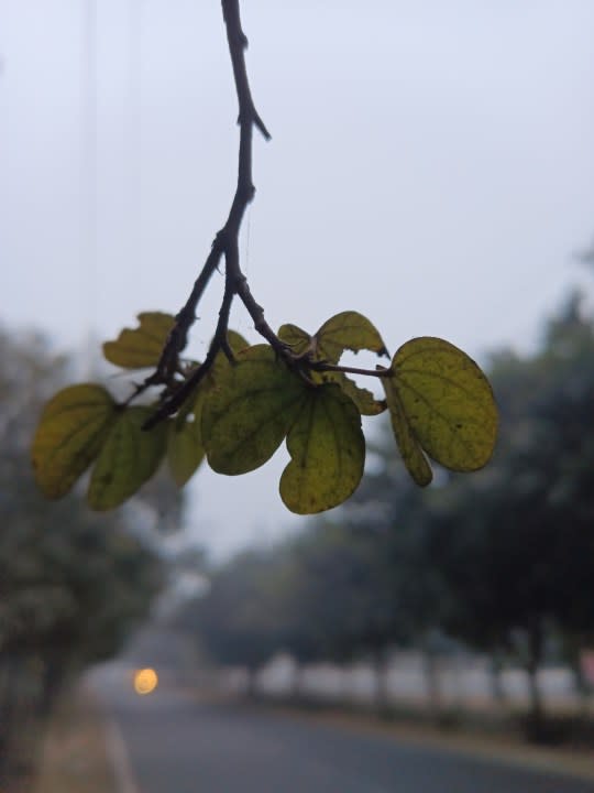 A bunch of leaves captured with Blackview N6000 tiny rugged Android phone.