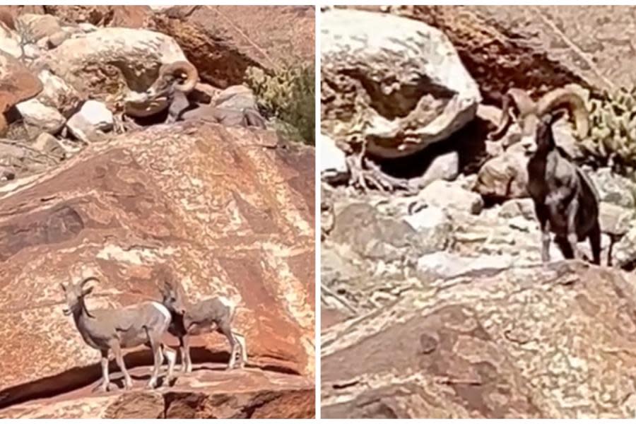 Captan manada de borregos cimarrones en Baja California