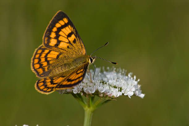 2) Mistake: Not Planting Flowers to Attract Pollinators