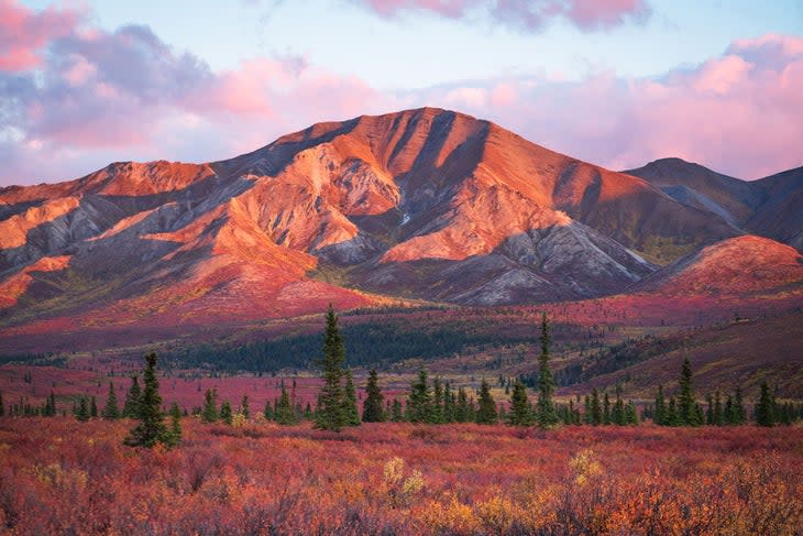 Fall in Denali National Park.