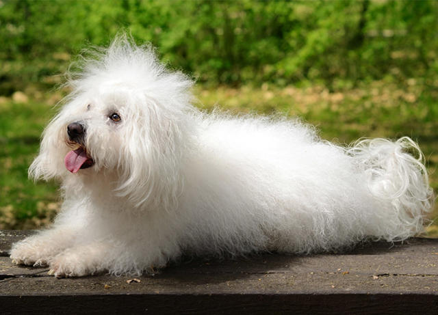 13 Fluffy Dog Breeds We Love: From the Pekingese to the Portuguese