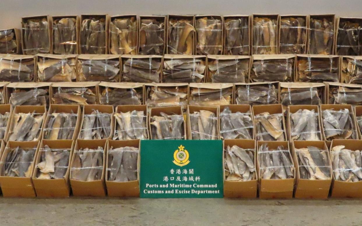 Hong Kong customs officials display smuggled shark fins last May - AFP