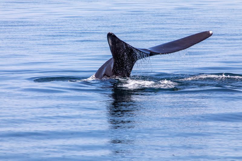 North Atlantic right whales and lobstermen entangled, could on-demand fishing gear help