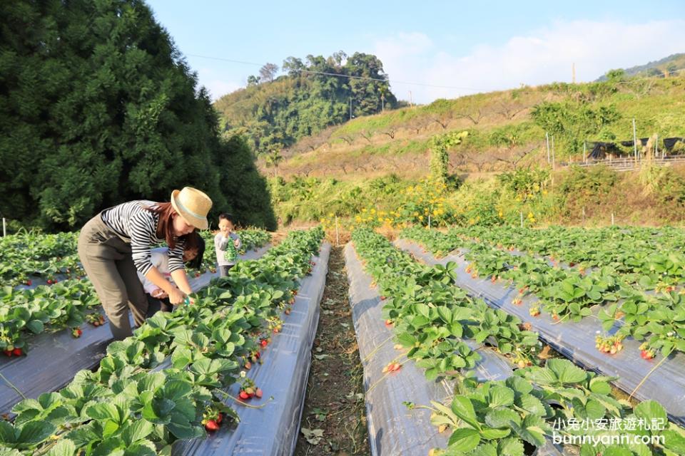 大湖草莓季