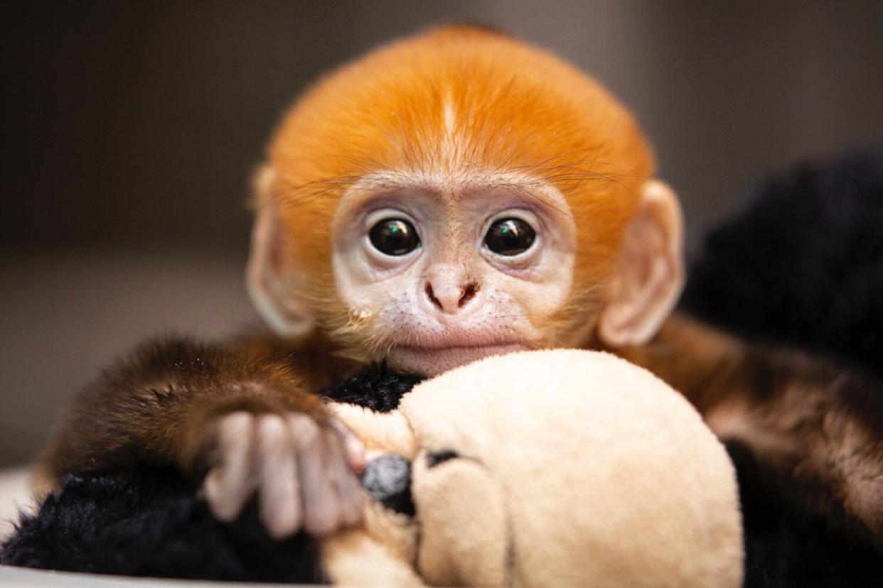 First baby Francois’ langur ever born at the Saint Louis Zoo