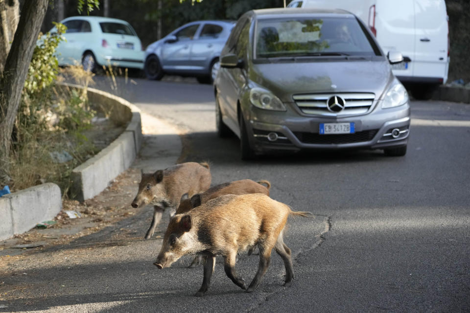 Wild boars cross a street in Rome, Friday, Sept. 24, 2021. They have become a daily sight in Rome, families of wild boars trotting down the city streets, sticking their snouts in the garbage looking for food. Rome's overflowing rubbish bins have been a magnet for the families of boars who emerge from the extensive parks surrounding the city to roam the streets scavenging for food. (AP Photo/Gregorio Borgia)