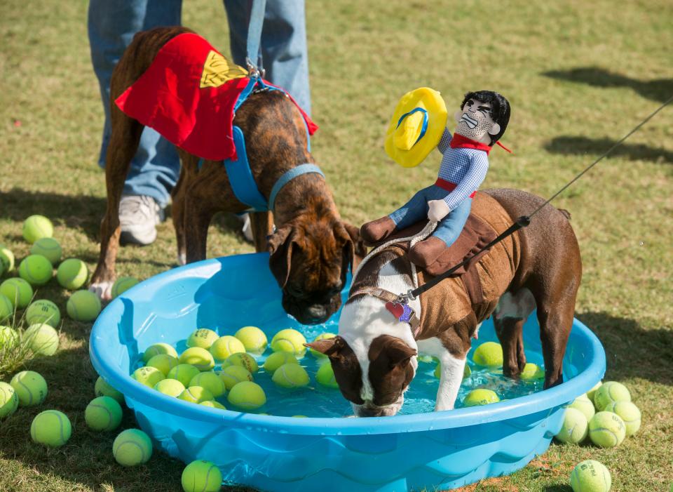 Dogs and dog lovers check out the festivities Sunday, October 27, 2019 during Barktoberfest  at Community Maritime Park. Barktoberfest is a family and pet friendly event that has activities for the whole family including contests, food, vendors and displays.