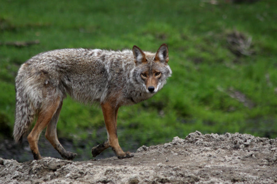 A coyote pictured near a spring.