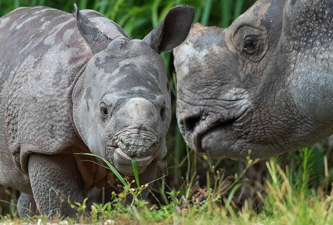 A greater one horned rhino and its mother, Akuti, will make their public debut at Zoo Miami June 7, 2019.