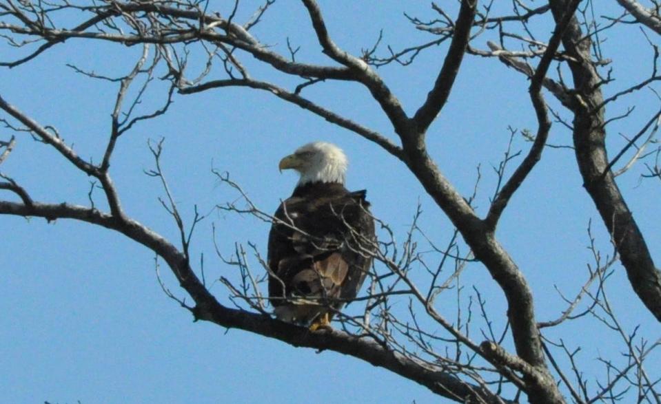 A bald eagle sits on a tree branch at Bombay Hook National Wildlife Refuge April 5, 2023.