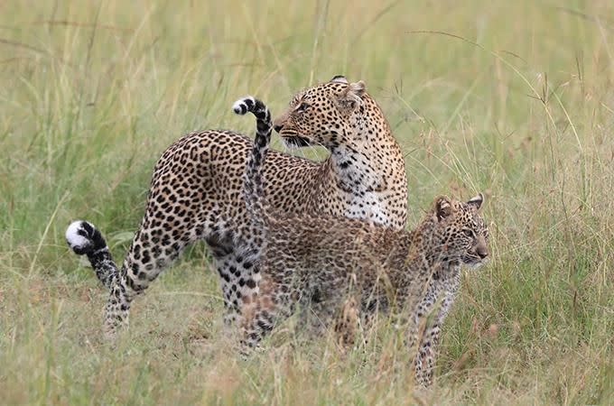 Leopards in the wild. Photo: Supplied