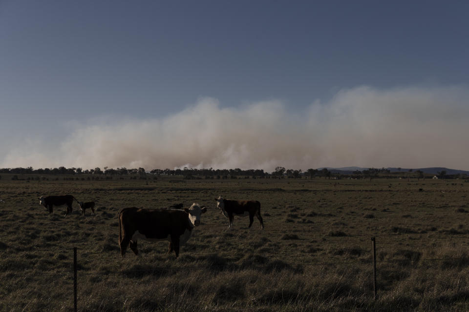 GLEN INNES, AUSTRALIA - NOVEMBER 10: Fire burns near the small town of Deepwater on November 10, 2019 in Glen Innes, Australia. Three people are confirmed dead with the death toll expected to rise and more than 150 homes have been destroyed as bushfires continue to burn across eastern Australia. Two people died in the fire in the Kangawalla area, near Glen Innes on the New South Wales north coast. Another body was found in a burnt out house in the township of Johns River, north of Taree on Saturday. Drought-like conditions across Northern NSW and Queensland coupled with hot weather and winds have hampered efforts to bring more than 80 fires under control. Four fires (two in NSW and two in QLD) are at emergency level, while a state of emergency has been declared across parts of Queensland. (Photo by Brook Mitchell/Getty Images)