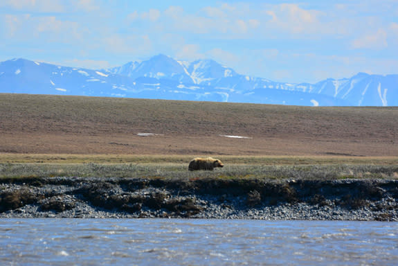 A grizzly in the Arctic National Wildlife Refuge (ANWR), far from oil fields.