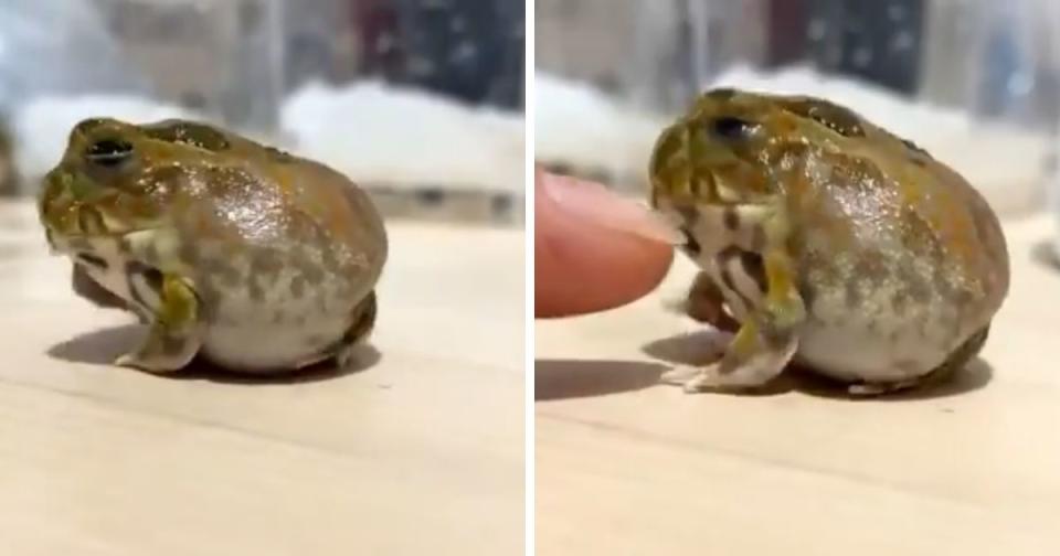 Hamutsu’s ball-like physique, puffy cheeks and steely determination to not be played attracted social media users’ attention. (Photos courtesy of @k_reptileeees/Twitter)