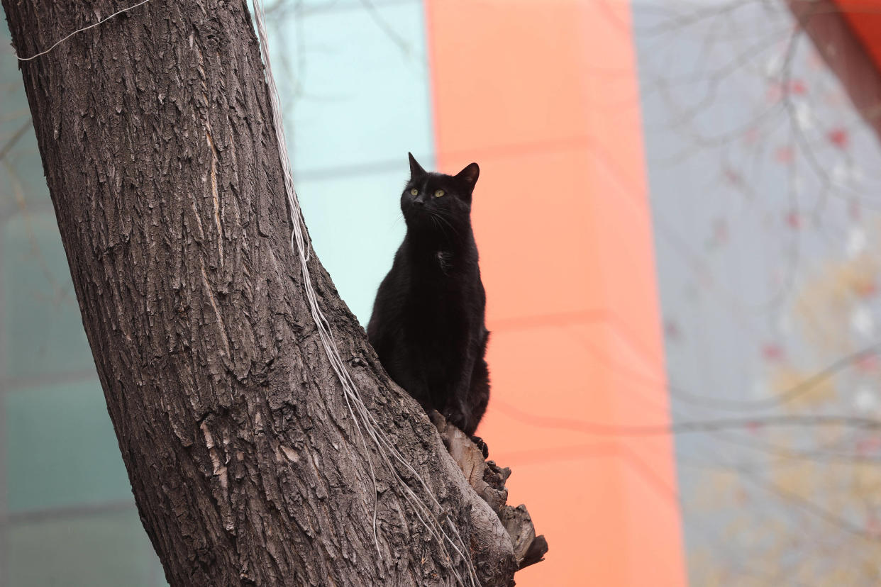 À Chambéry, les habitants sauvent un chat coincé depuis plusieurs jours en haut d’un arbre. Photo d’illustration.