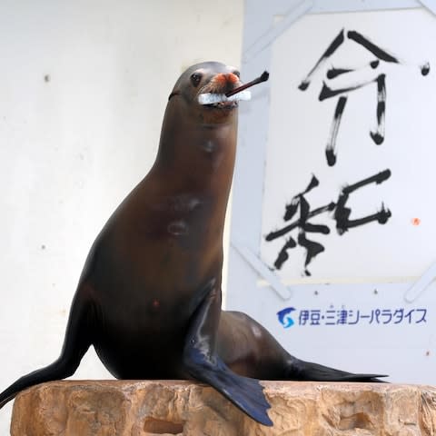 A California sea lion named Guriru paints the name of the new imperial era in Chinese characters at Japan's Izu-Mito Sea Paradise - Credit: The Asahi Shimbun/Getty Images