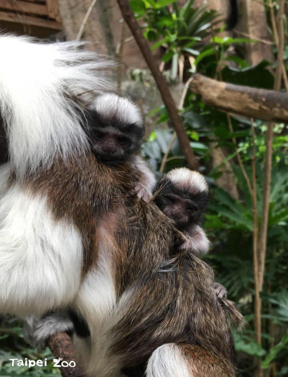 新生仔猴的重量通常會是媽媽的15~20%。（台北市立動物園提供）