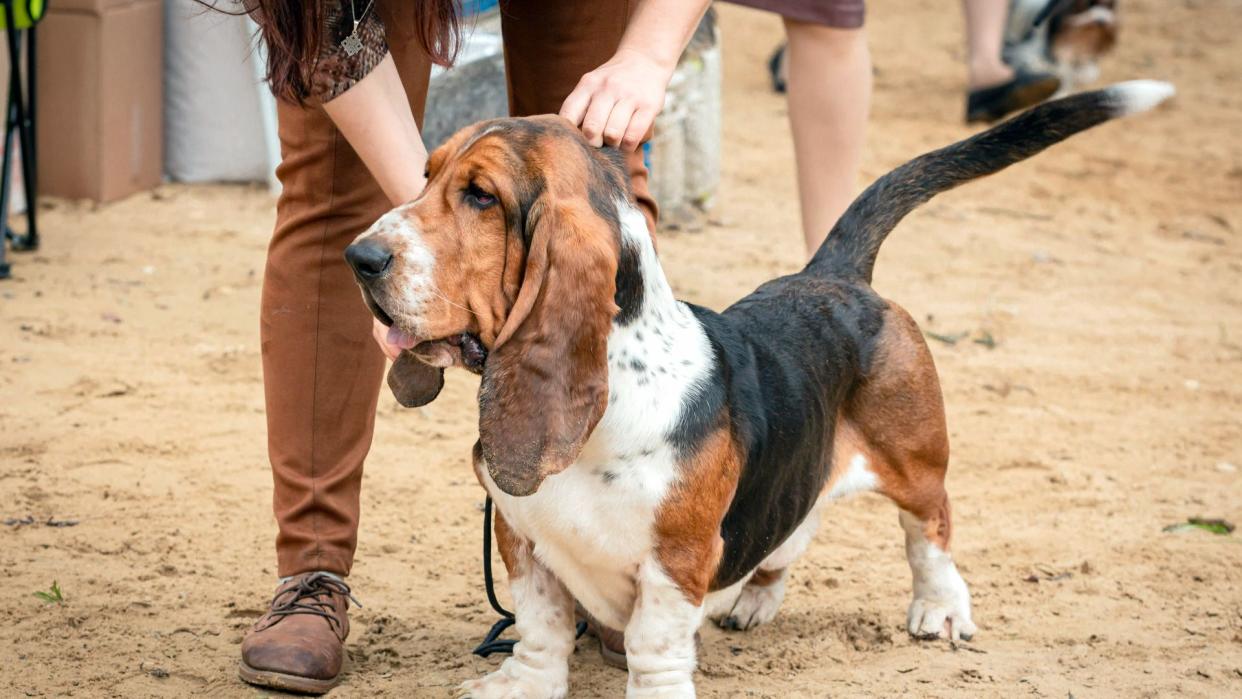 Basset hound