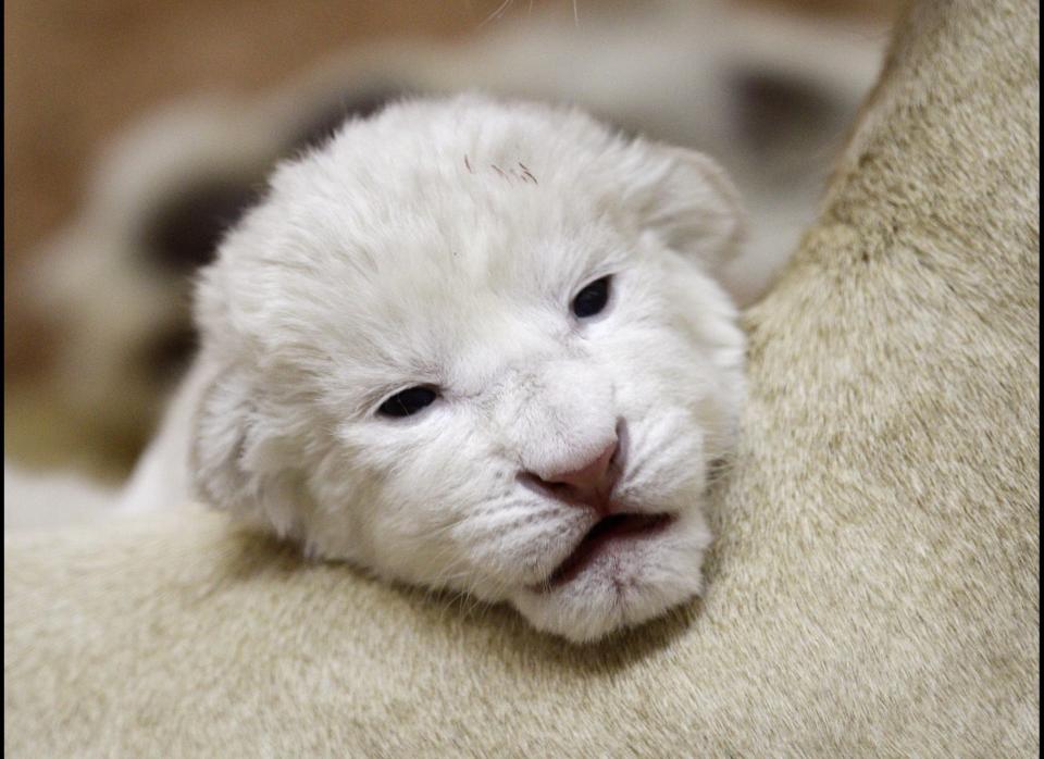 A two-day-old white lion cub playing with its mother Sumba, in Belgrade Zoo, Serbia, Thursday, Dec. 22, 2011. Serbia, Wednesday, April 20, 2011. The four white lions cubs, an extremely rare subspecies of the African lion were recently born in Belgrade Zoo. White lions are unique to the Timbavati area of South Africa and are not albinos but a genetic rarity. (AP Photo/Darko Vojinovic)