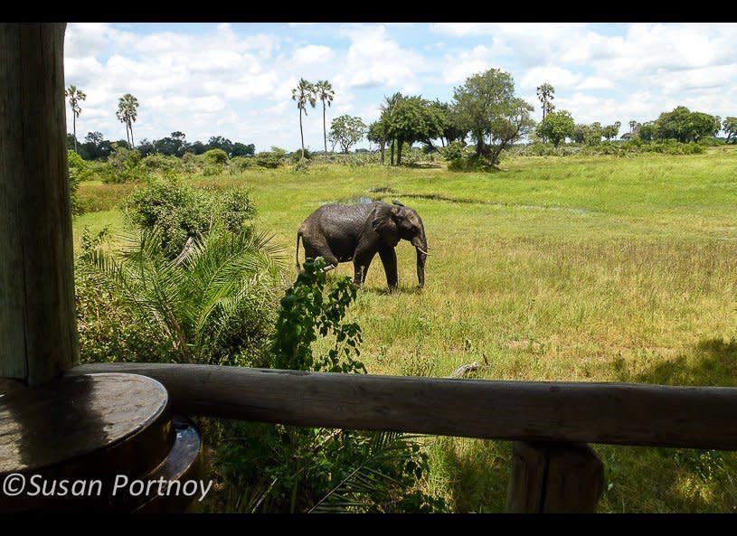 One of the many reasons I love unfenced camps. I was reading on the elevated deck of my tent when this big bull sauntered by. He was heading towards three of his friends that were grazing a short distance away.     © Susan Portnoy  Mombo Camp, Botswana