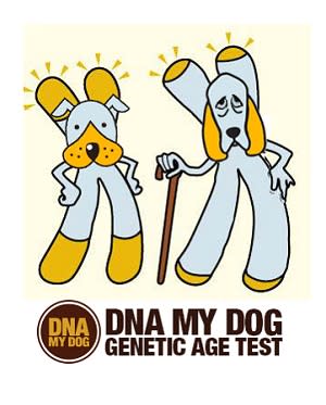 Genetic Age Test + Breed Identification