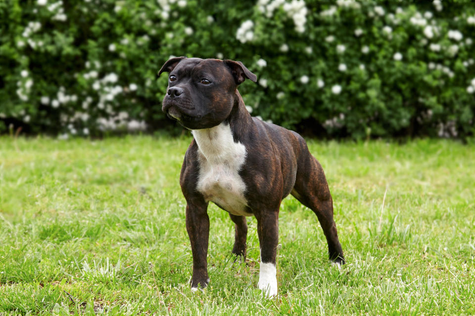 The dog that attacked the boy was a Staffordshire bull terrier, similar to the one pictured. (Getty/stock photo)