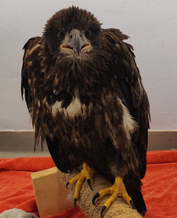 The eagle will be moved to a large flight cage in a wildlife rehabilitation centre in Nova Scotia. (Submitted by Joey Buzzell - image credit)