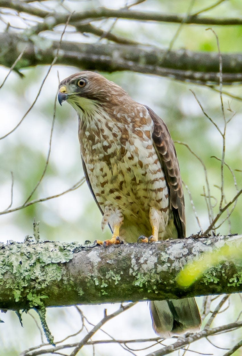 Small forest-dwelling birds of prey of only 15-17 inches, broad-winged hawks migrate annually to South and Central America from their breeding grounds in North America’s temperate forests.